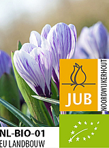 X 100 BIO CROCUS KING OF THE STRIPED