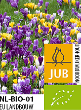 X 100 BIO CROCUS MIX MAASTRICHT