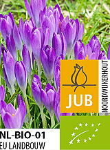 X 100 BIO CROCUS TOMM. BARRS PURPLE