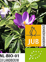 X 100 BIO CROCUS TOMM. RUBY GIANT
