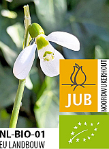 X 100 BIO GALANTHUS POLAR BEAR