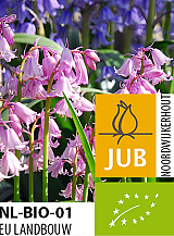 X 100 BIO HYACINTHOIDES HISPANICA ROZE