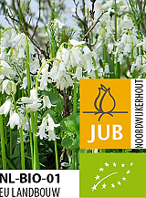 X 100 BIO HYACINTHOIDES HISPANICA WIT