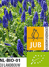 X 100 BIO MUSCARI ARMENIACUM