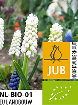 X 100 BIO MUSCARI CASABLANCA