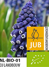 X 100 BIO MUSCARI JOYCE SPIRIT