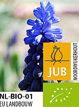 X 100 BIO MUSCARI LATIFOLIUM