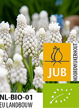 X 100 BIO MUSCARI AUCHERI WHITE MAGIC
