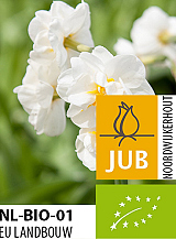 X 100 BIO NARCISSUS BRIDAL CROWN