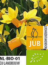 X 100 BIO NARCISSUS JETFIRE