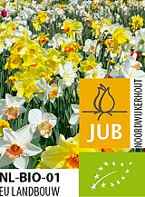 X 100 BIO NARCISSUS MIX