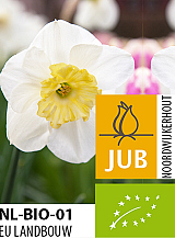 X 100 BIO NARCISSUS PAPILLON BLANC