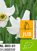X 100 BIO NARCISSUS RECURVUS