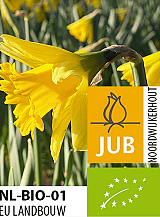 X 100 BIO NARCISSUS RIJNVELD'S EARLY SENSATION