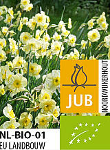 X 100 BIO NARCISSUS SUN DISC