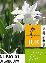 X 100 BIO NARCISSUS TRIANDRUS THALIA