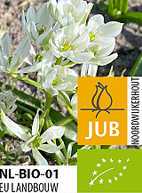 X 100 BIO ORNITHOGALUM WHITE TROPHY