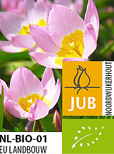 X 100 BIO TULIPA BAKERI LILAC WONDER
