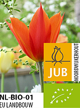 X 100 BIO TULIPA BALLERINA