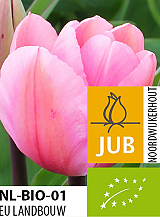 X 100 BIO TULIPA BIG LOVE