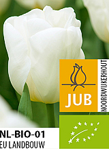 X 100 BIO TULIPA CALGARY