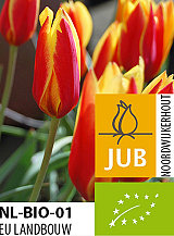 X 100 BIO TULIPA CLUSIANA VAR. CHRYSANTHA