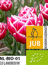 X 100 BIO TULIPA COLUMBUS