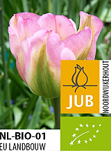 X 100 BIO TULIPA GROENLAND