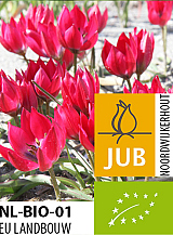 X 100 BIO TULIPA LITTLE BEAUTY