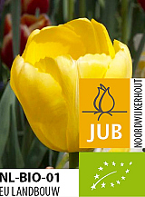 X 100 BIO TULIPA NOVI SUN