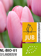 X 100 BIO TULIPA PINK IMPRESSION