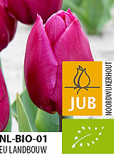 X 100 BIO TULIPA PURPLE PRINCE