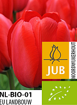 X 100 BIO TULIPA RED IMPRESSION