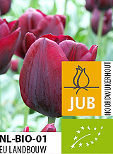 X 100 BIO TULIPA RONALDO