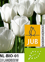 X 100 BIO TULIPA ROYAL VIRGIN