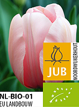 X 100 BIO TULIPA SALMON IMPRESSION