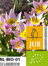 X 100 BIO TULIPA SAXATILIS