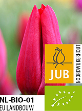 X 100 BIO TULIPA STRONG LOVE