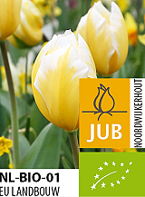 X 100 BIO TULIPA SWEETHEART