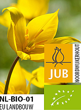X 100 BIO TULIPA SYLVESTRIS