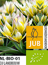 X 100 BIO TULIPA TARDA