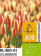 X 100 BIO TULIPA CLUSIANA TINKA