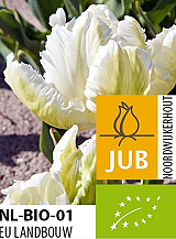 X 100 BIO TULIPA WHITE REBEL