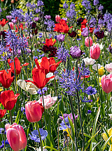 X 100 BOLD COLOURS