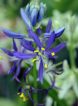 X 100 CAMASSIA QUAMASH (ESCULENTA)