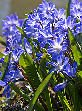 X 100 CHIONODOXA FORBESII BLUE GIANT