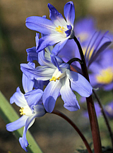 X 100 CHIONODOXA LUCILIAE