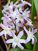 X 100 CHIONODOXA FORBESII PINK GIANT
