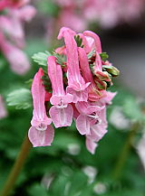 X 100 CORYDALIS SOLIDA BETH EVANS