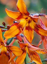 X 100 CROCOSMIA EMILY MCKENZIE
